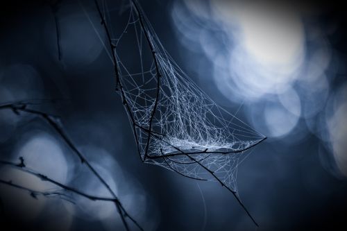 Cobweb