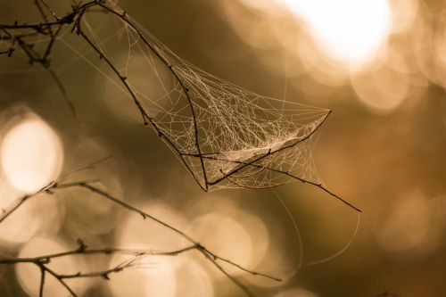 Cobweb