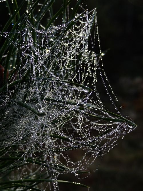 cobweb spider webs dew