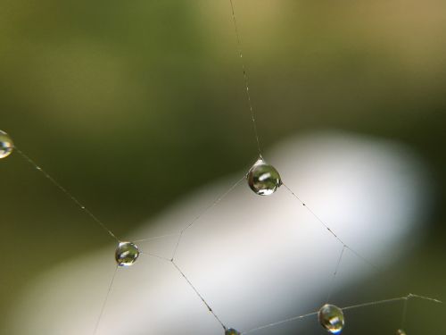 cobweb water drip
