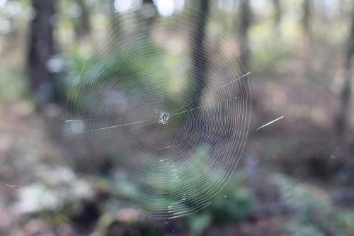 cobweb spider network