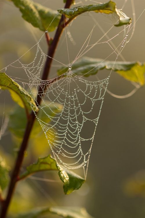 cobweb spider dew
