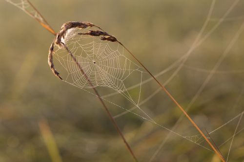 cobweb grass spider