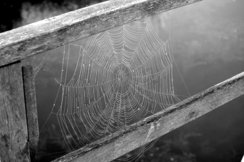 cobweb network black and white