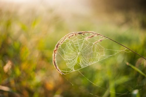 cobweb blade of grass transparent