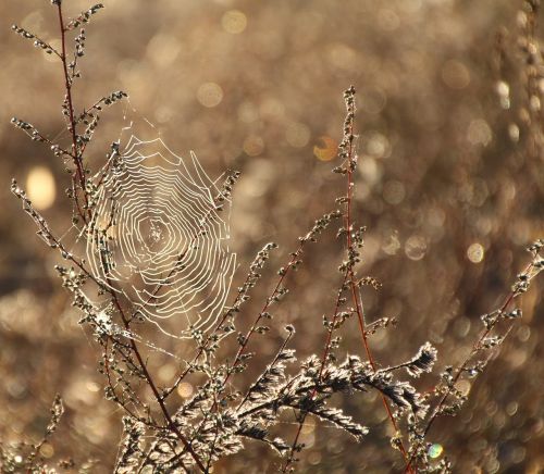 cobweb dew moist