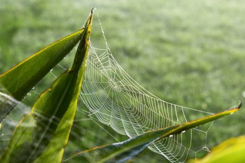 cobweb meadow green