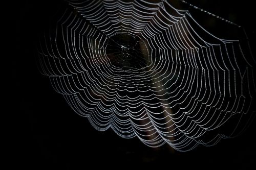cobweb network spider