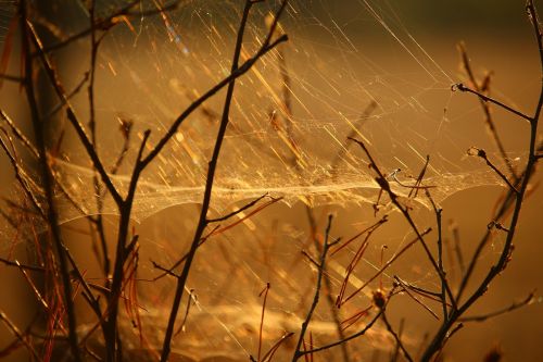 cobweb aesthetic nature