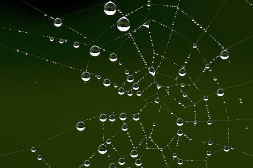 cobweb dew autumn