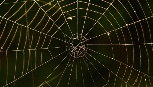 cobweb spider network