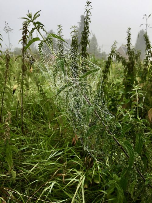 cobweb morgenstimmung fog