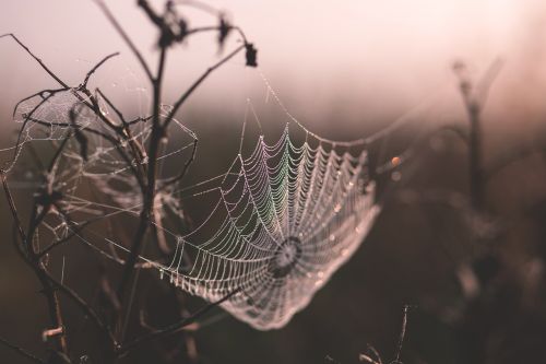 cobweb depth of field spiderweb