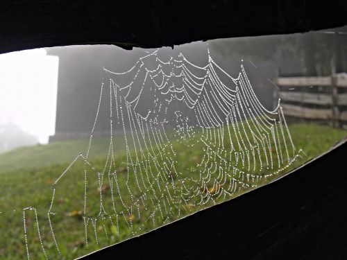 cobweb alpine farm