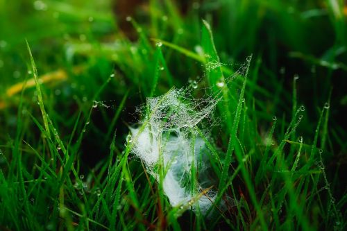cobweb plants grass