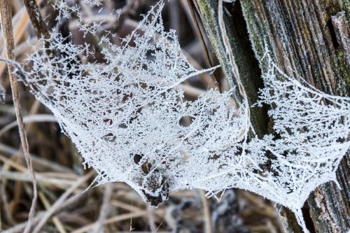 cobweb frost cold