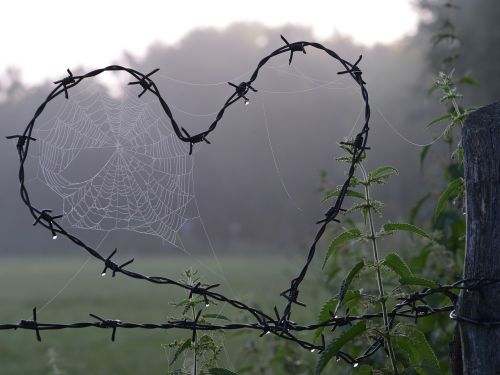 cobweb heart love