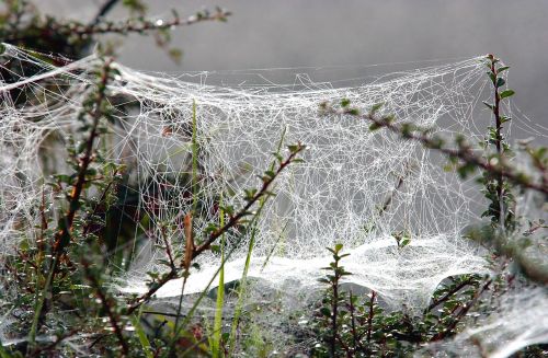 cobweb winter frost