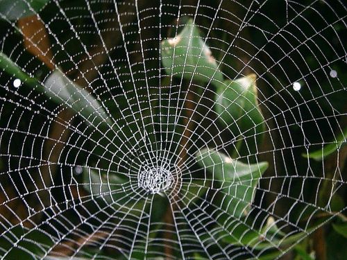 cobweb network autumn