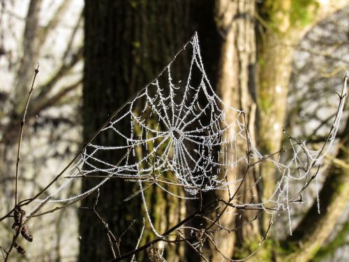 cobweb frost cold