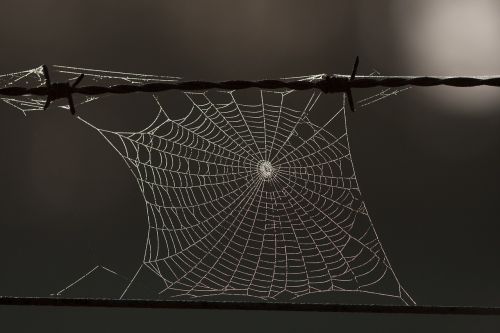 cobweb network autumn