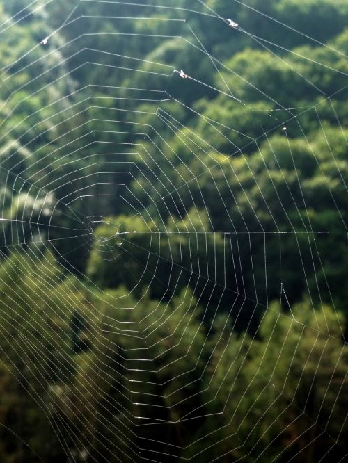 cobweb hotel spider
