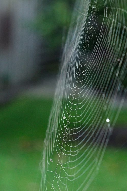 cobweb spider network