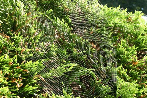 cobweb network nature