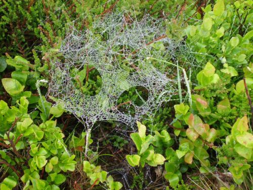 cobweb dew spider webs
