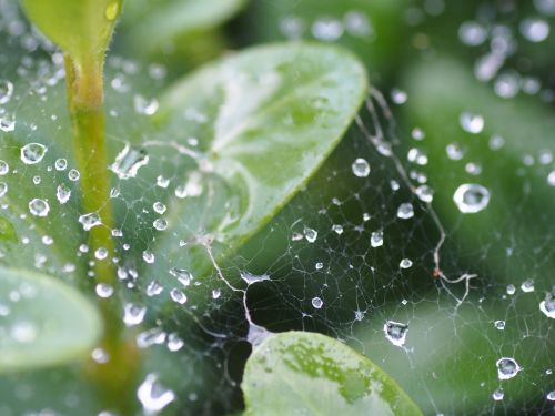 cobweb garden raindrop