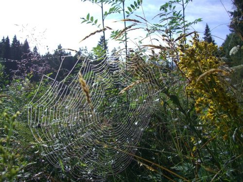 cobweb orb web spider