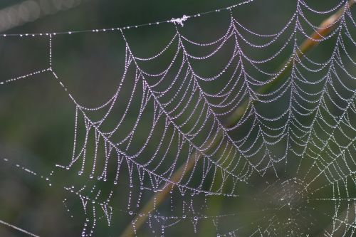 cobweb spider spiderweb