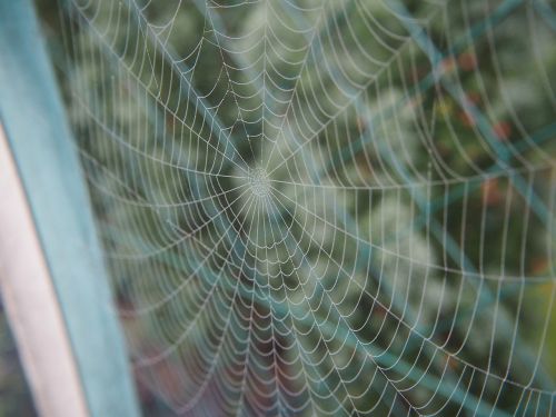 cobweb garden wood