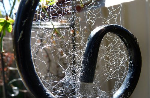 cobweb spider garden