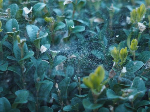 cobweb evening sun hedge