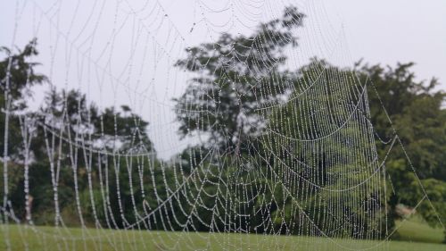 cobweb web drops