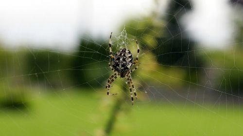 cobweb garden spider spider