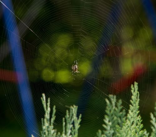 cobweb spider insect