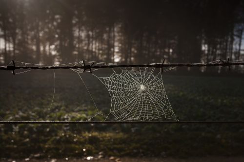 cobweb barbed wire autumn mood