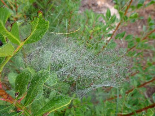 cobweb forest autumn