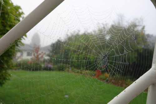 cobweb garden dew