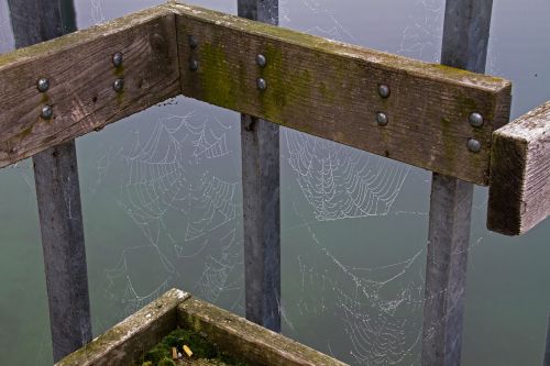 cobweb network autumn