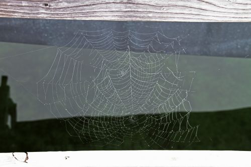 cobweb network autumn