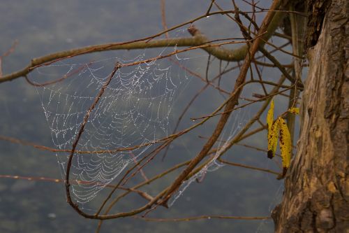 cobweb network autumn