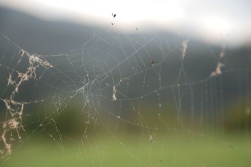 cobweb spider nature