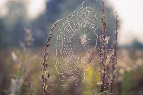 cobweb spider's web dry plants
