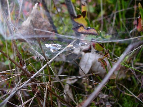 cobweb autumn fall foliage