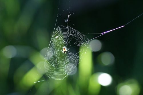 cobweb spider network