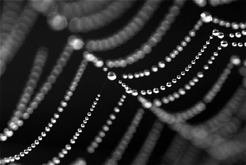 cobweb  jewels  web