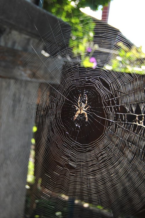 cobweb  spider  arachnid